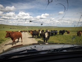 A southern Alberta traffic jam, moving cattle down the road to pasture in the Oxley Creek valley west of Stavely, Ab., on Tuesday, June 18, 2024.