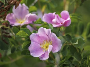 Wild roses just starting to bloom in Willow Creek Provincial Park west of Stavely, Ab., on Tuesday, June 18, 2024.