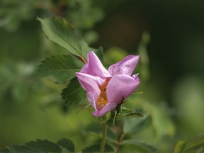 A wild rose blossom opens up in Willow Creek Provincial Park west of Stavely, Ab., on Tuesday, June 18, 2024.