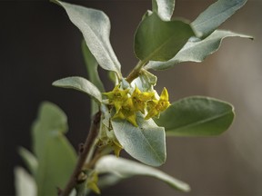 Tiny, sweet-smelling wolf willow blossoms in Willow Creek Provincial Park west of Stavely, Ab., on Tuesday, June 18, 2024.
