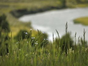 Wild flax blooms in Willow Creek Provincial Park west of Stavely, Ab., on Tuesday, June 18, 2024.