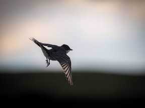 An eastern kingbird flies up to catch bugs against a storm-darkened sky west of Stavely, Ab., on Tuesday, June 18, 2024.