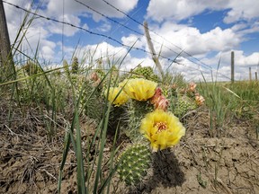 Prickly pear cactus along the Red Deer River by Finnegan Ferry, Ab., on Tuesday, June 25, 2024.
