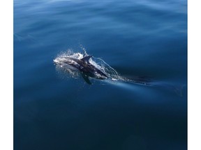 Whale school