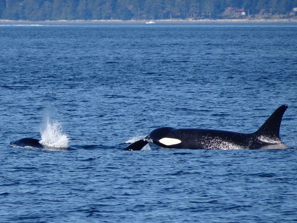 I went to 'whale school' four decades late, but still in time for World Ocean Day