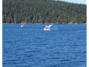 Whale school