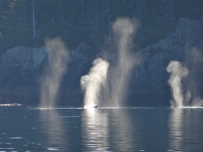 Whale school