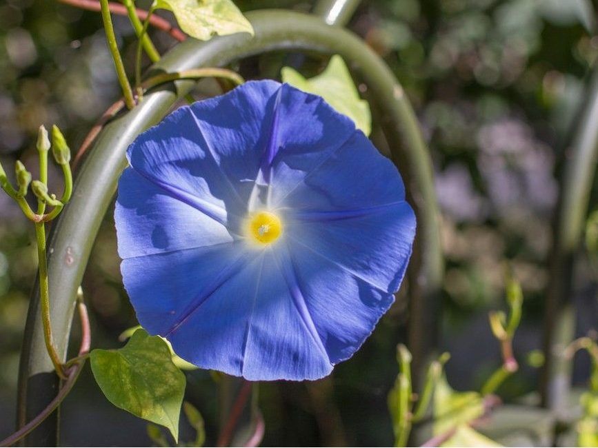 Gardening: Celebrating beautiful blue blooms
