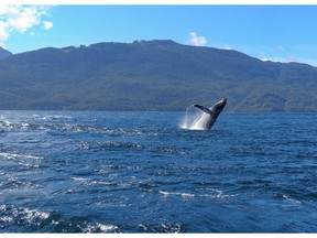 Whale school
