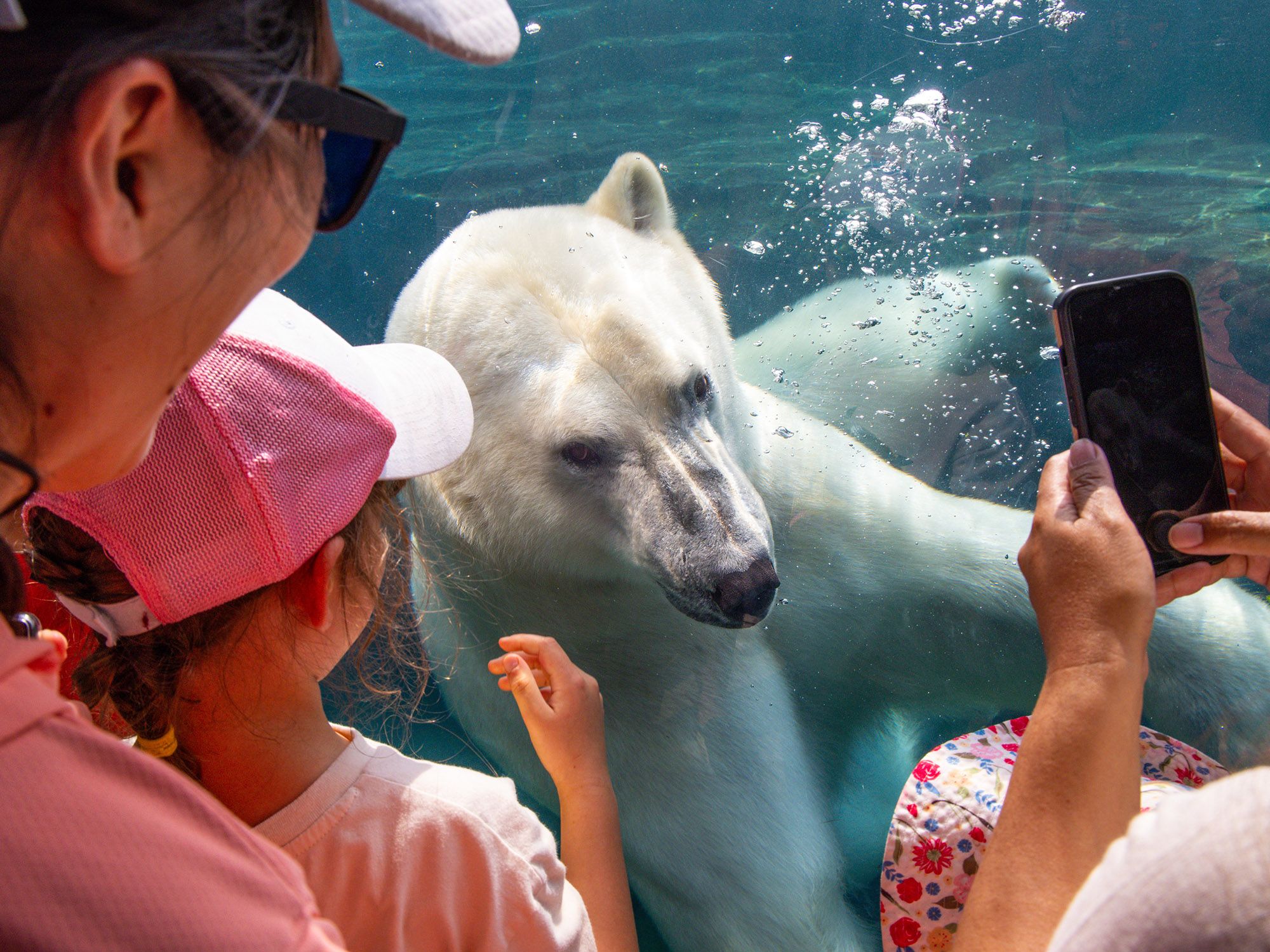 Wilder Institute/ Calgary Zoo welcomes new polar bear to Wild Canada