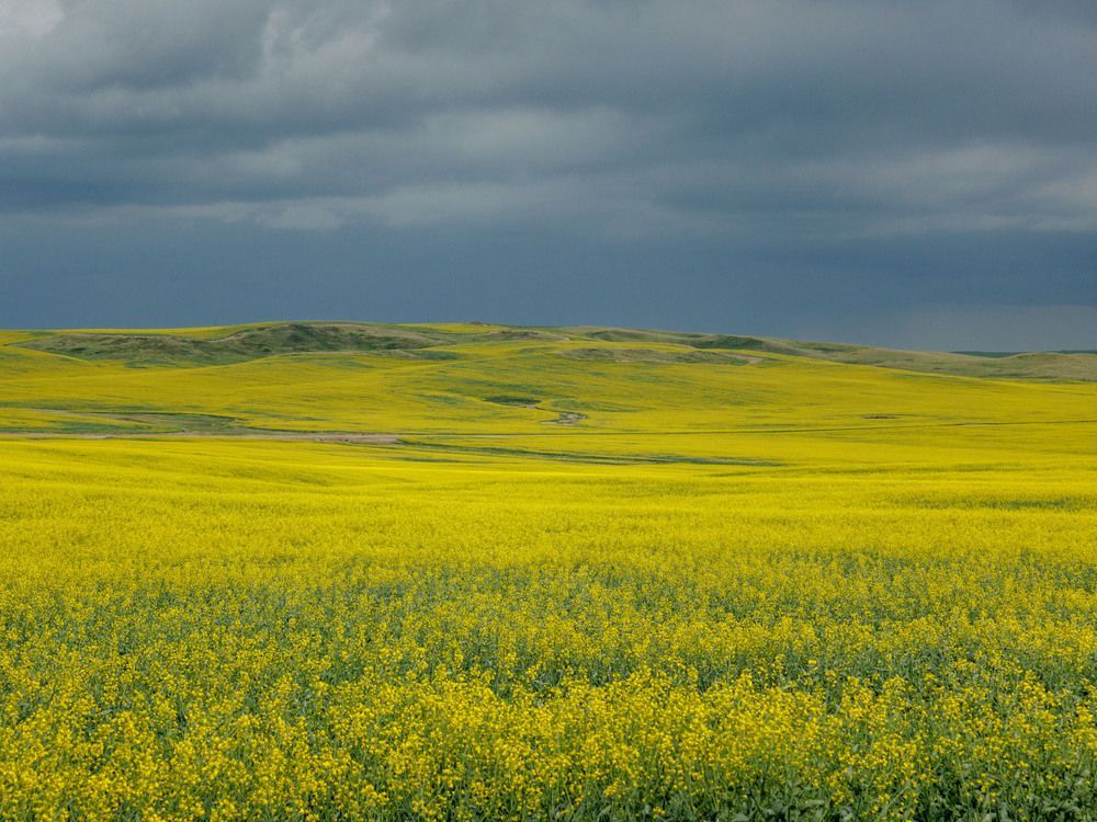 'The worst of all scenarios': Canola farmers feeling ‘vulnerable’ amid dual U.S.-China trade wars