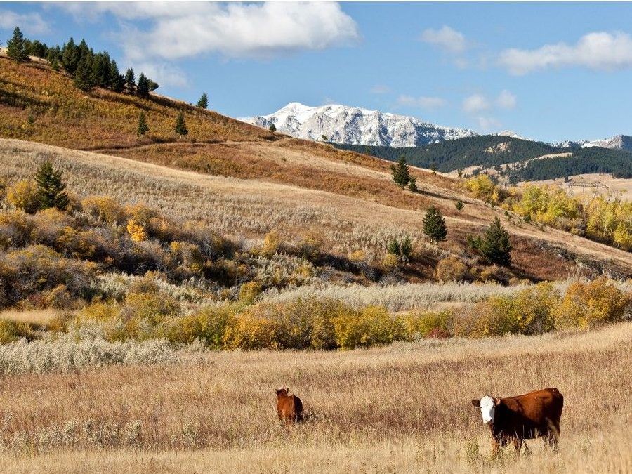 Travel a well-worn path to Alberta’s history-rich ranches | Leduc ...