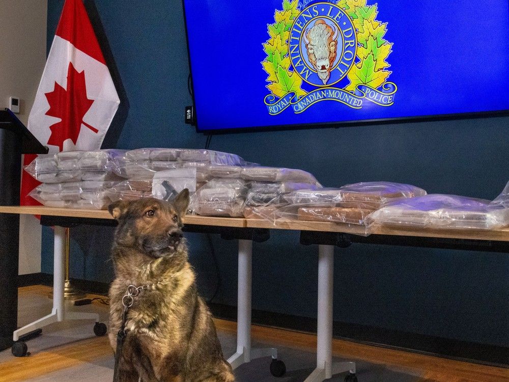 RCMP traffic stop near Hinton led to 68-kilogram cocaine seizure | Calgary  Herald