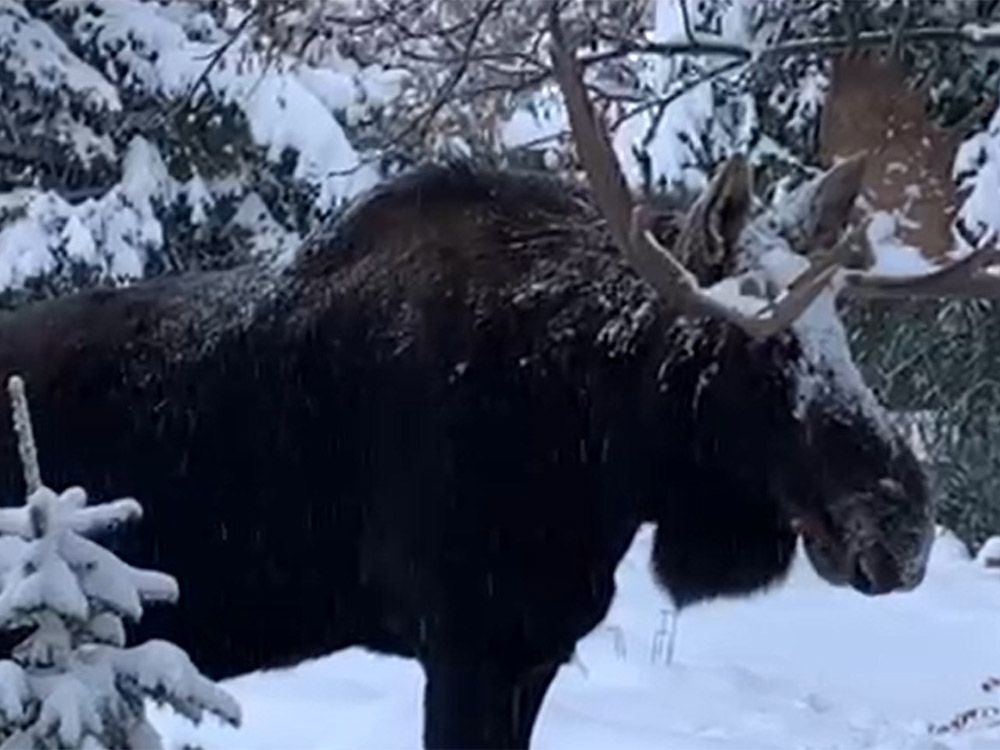 One person charged in Calgary-area moose killing | Calgary Herald