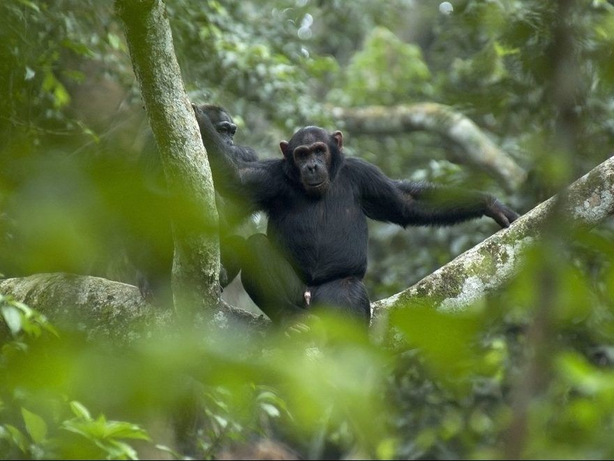 Chimpanzees are cheeky trendsetters and a new study of their behaviour proves they’re more human than we realize.