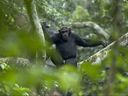 Chimpanzees are cheeky trendsetters and a new study of their behaviour proves they’re more human than we realize.