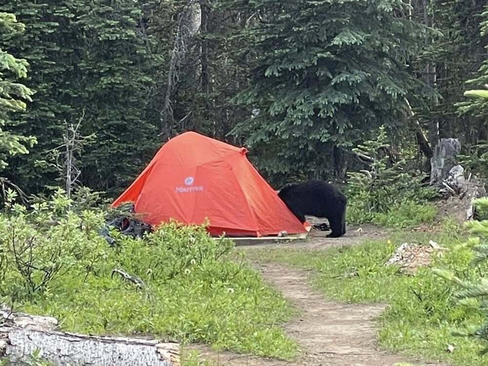 Aggressive bear leads to evacuation of Yoho National Park campground