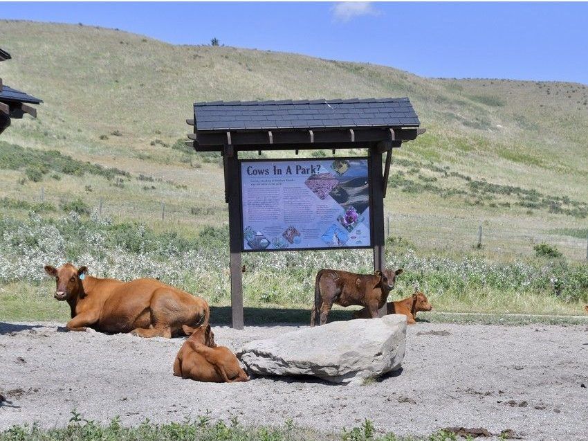 Walking: with cattle and calves parts with grasslands with cattle and calves