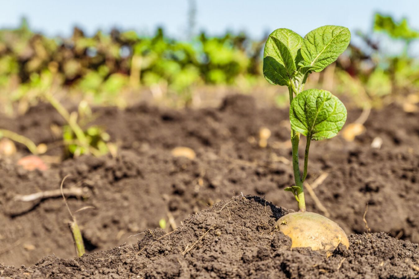 Michel Camps has been growing potatoes on his family farm for over two decades, but he still isn’t sick of eating French fries.