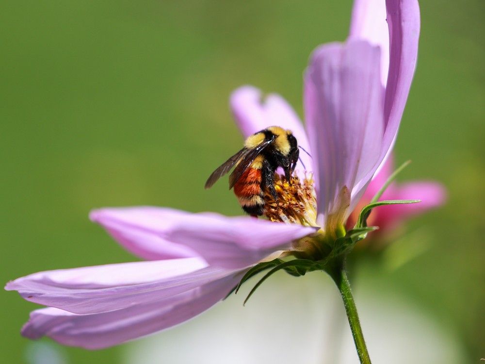  A bee browses on a flower at the Reader Rock Garden in Calgary on June 23, 2025.