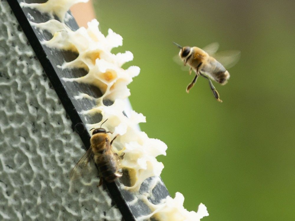 Honeybees are swarming in Alberta. Here's what you should know about them