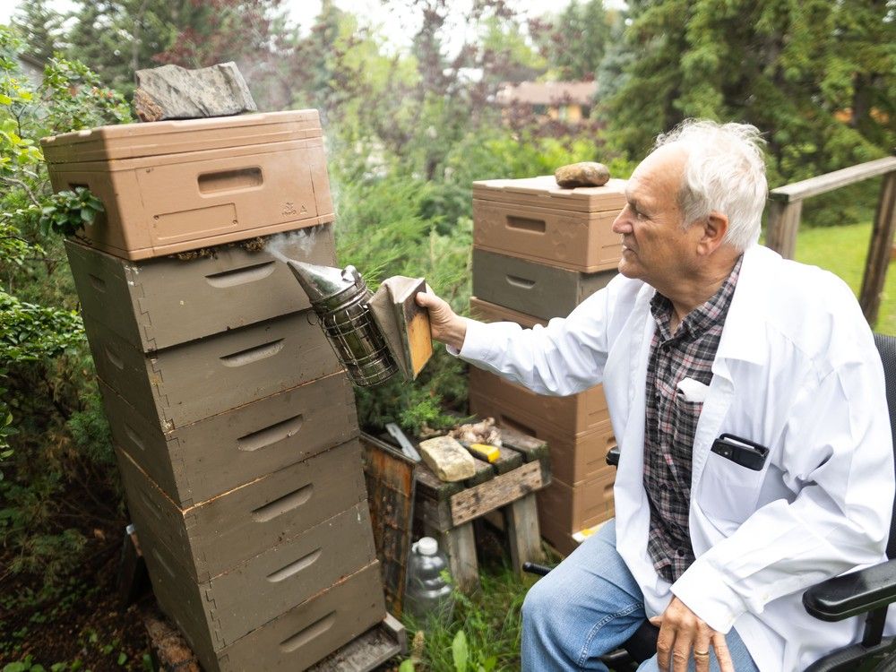  Bee researcher Ron Miksha tends his backyard hives at his Calgary home on Friday, August 8, 2025.