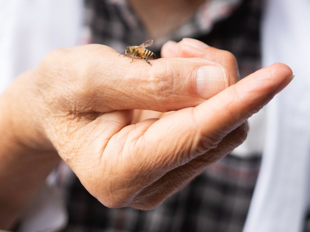  Bee researcher Ron Miksha holds a bee from his backyard hives at his Calgary home on Friday, August 8, 2025.