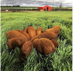 Mangalitsa
