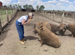 Mangalitsa