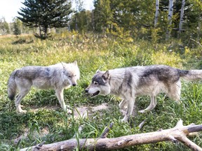 Yamnuska wolfdog sanctuary