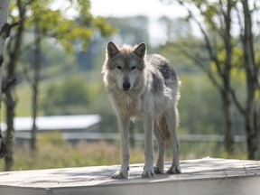 Yamnuska wolfdog sanctuary