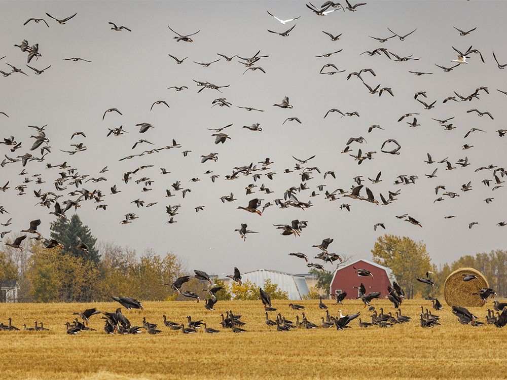 Canada Goose Animal In Alberta With Background On The Road: The