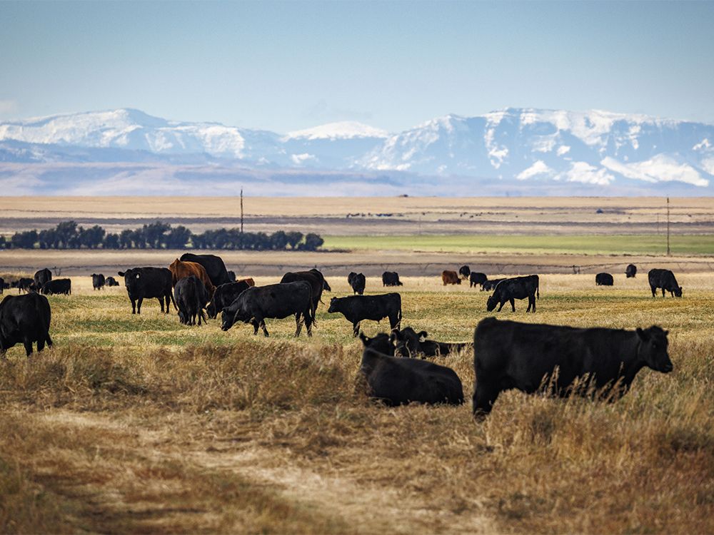 Opinion: Animal health is key to national security and global diplomacy