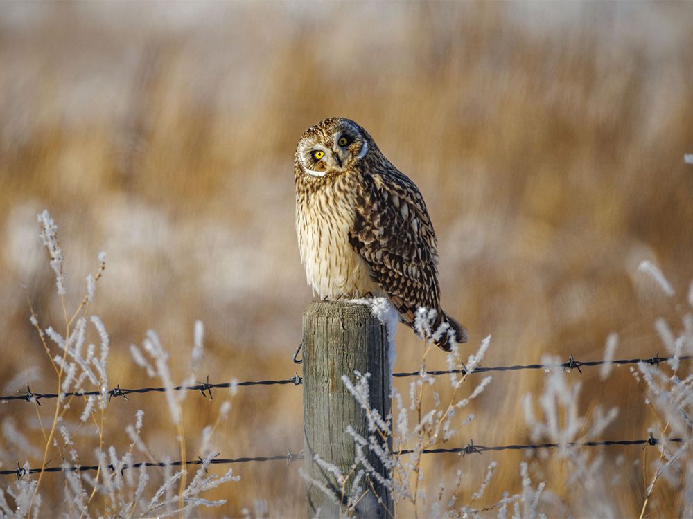 As the mist rose and the sun fell, Mike Drew saw more short-eared owls — making 12 on the day, more than he saw the entire previous year.