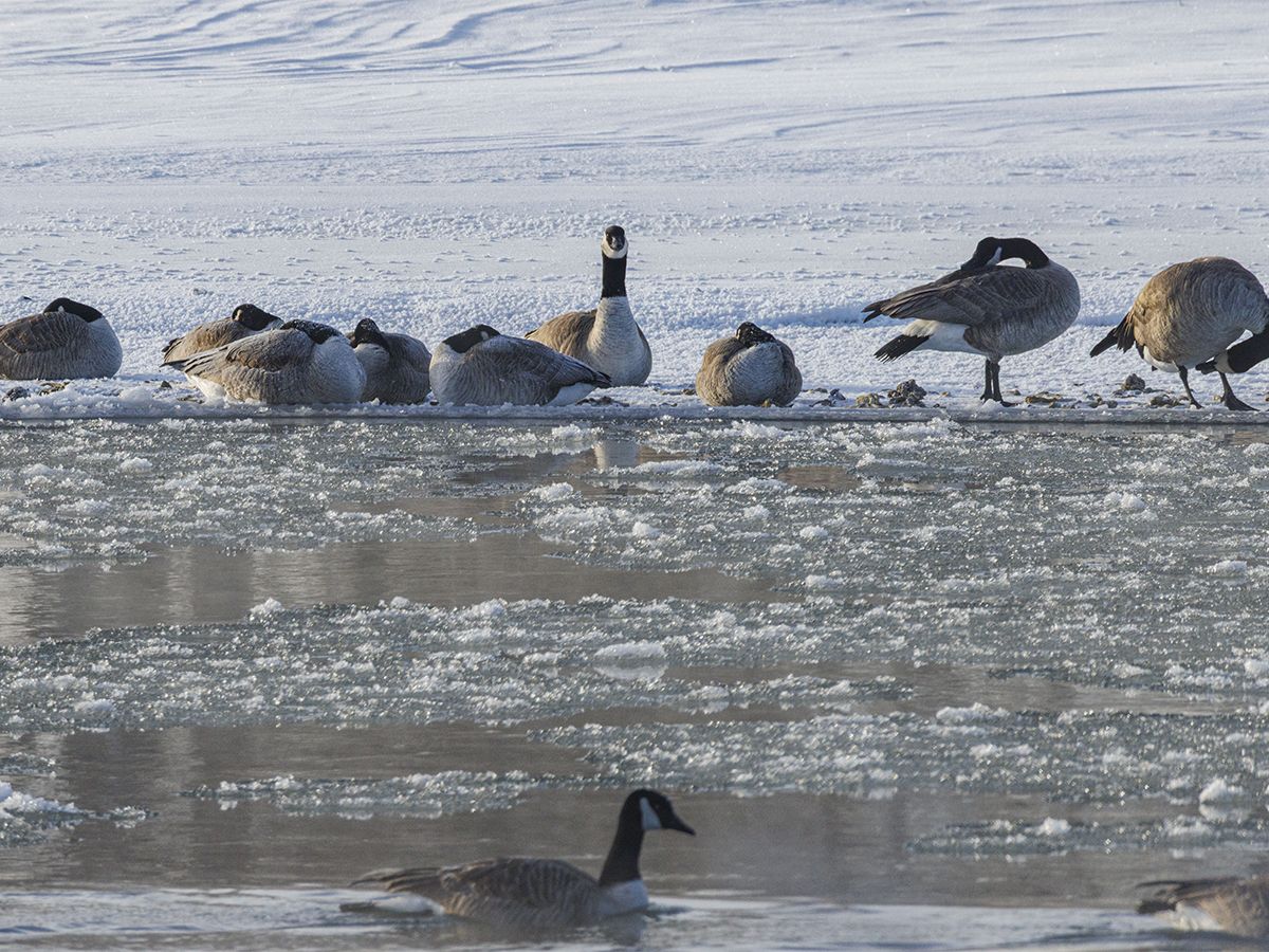 As Mike Drew drove out of the valley he looked back at the frozen river and thought — how lucky we are to have something like this so close.