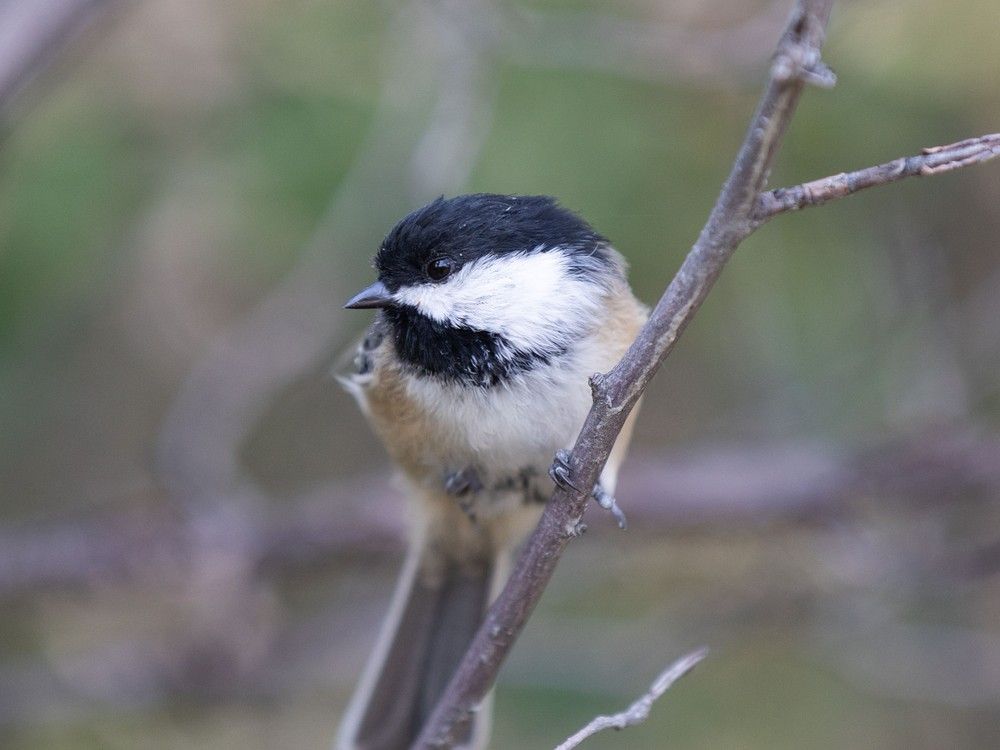 Nature Canada has recertified Calgary, but a local avian conservationist says there's more the city can do to protect our winged friends. 