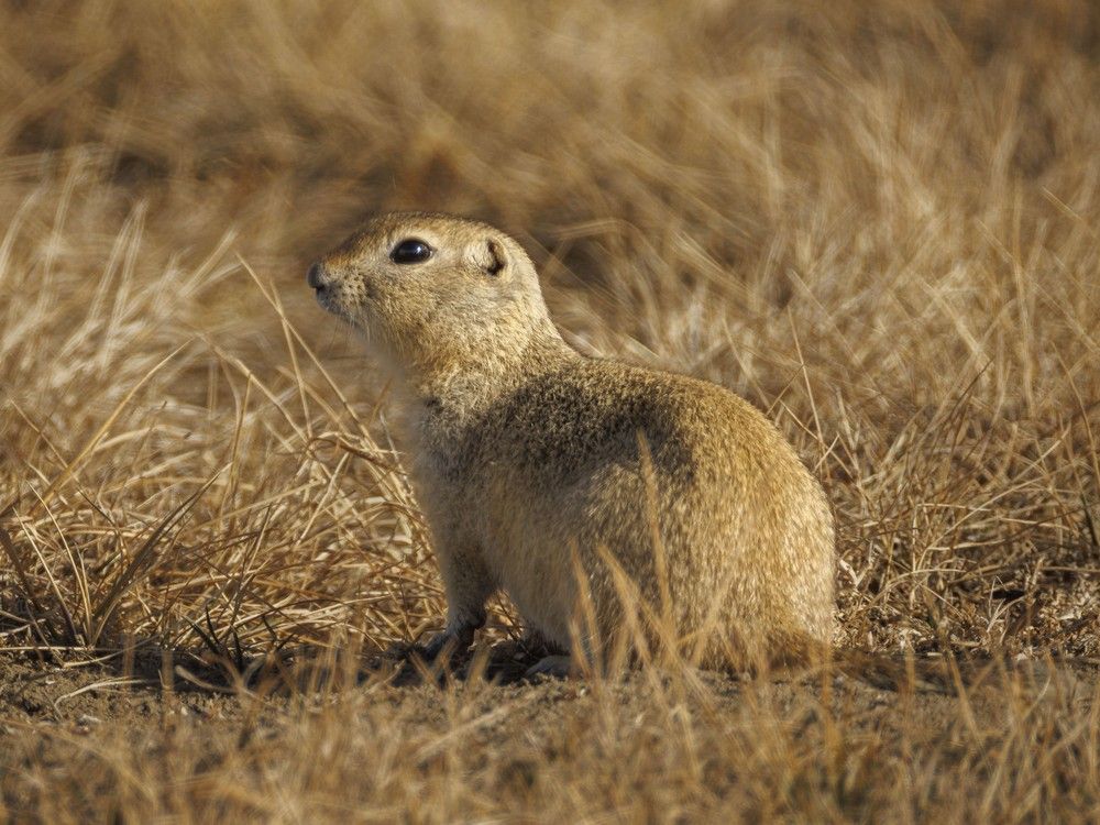 Alberta farmers, government urge feds to allow strychnine to be used to control gopher populations