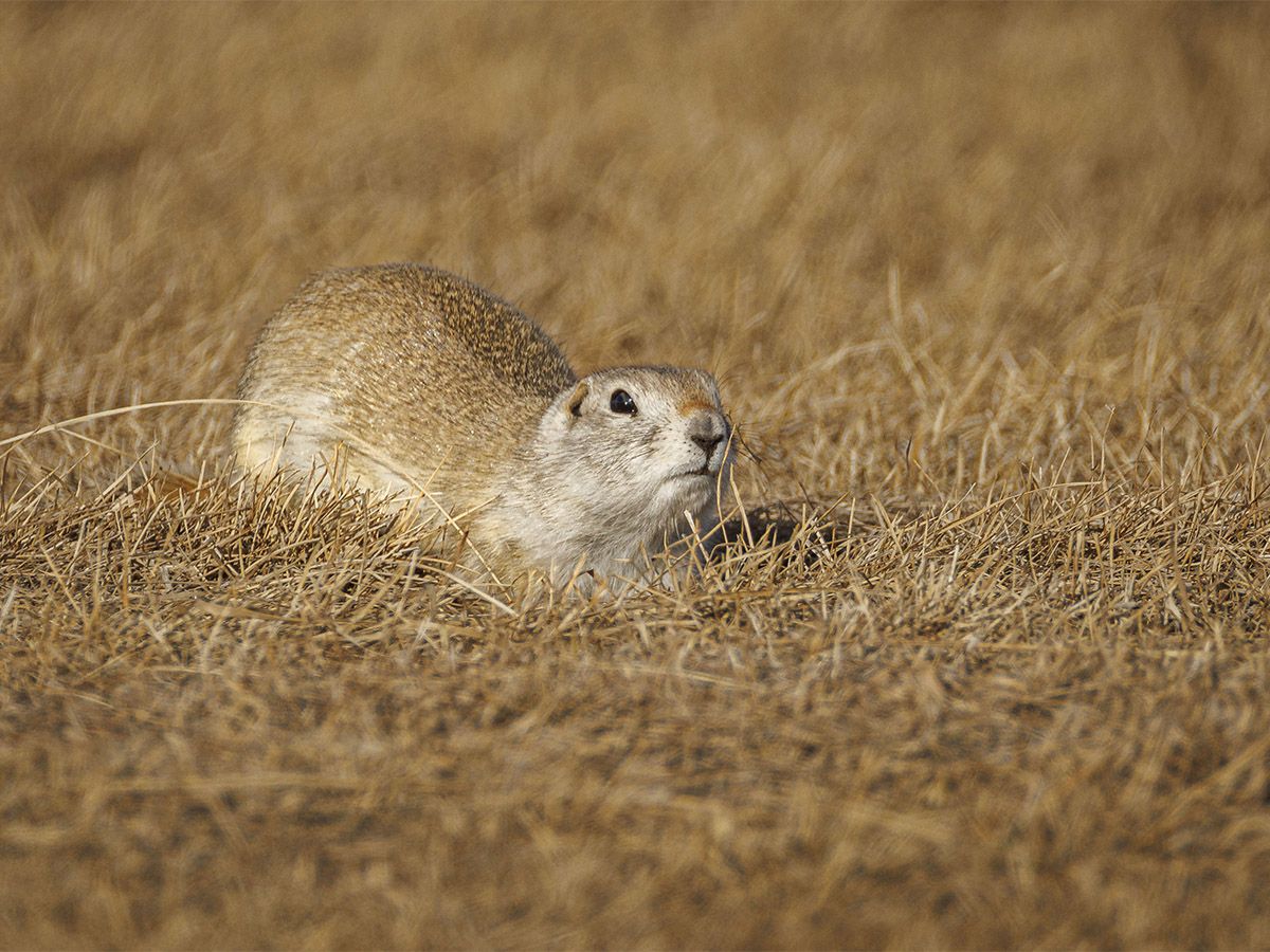 Farm groups applaud Health Canada decision allowing use of strychnine to control gopher populations