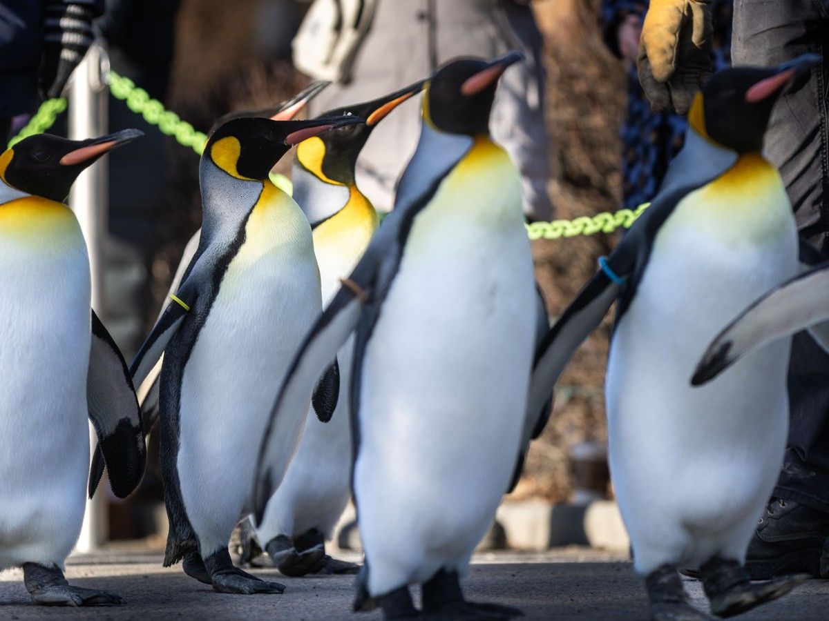 Tourism Calgary invites locals to explore the city with 2026 Calgary Attractions Pass