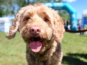 Calgary Humane Society Dog Jog 2026