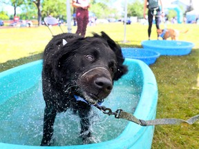 Calgary Humane Society Dog Jog 2026