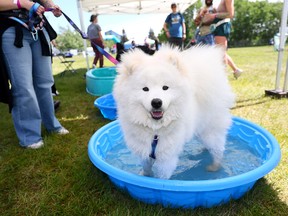 Calgary Humane Society Dog Jog 2026