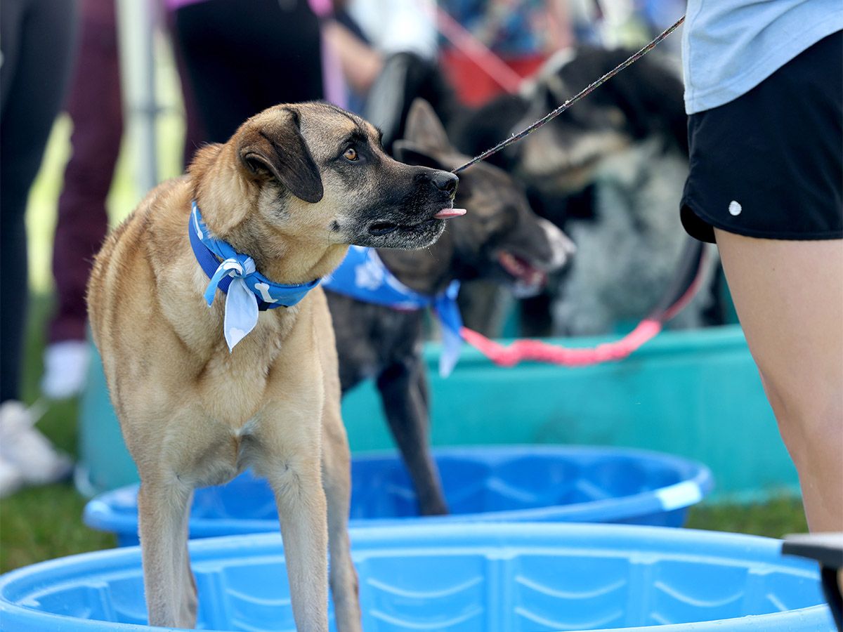 Calgary Humane Society Dog Jog 2026