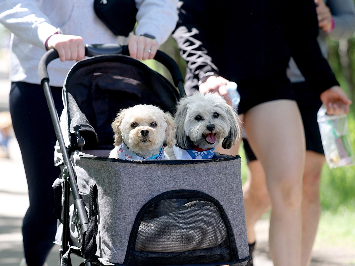 Calgary Humane Society Dog Jog 2026