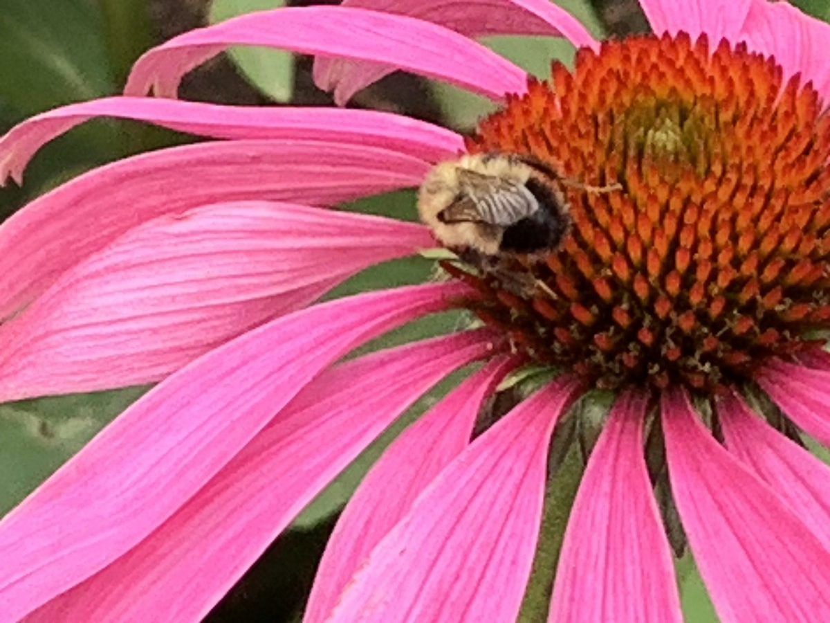 Designing a successful, minimalist garden for Calgary's tricky zone