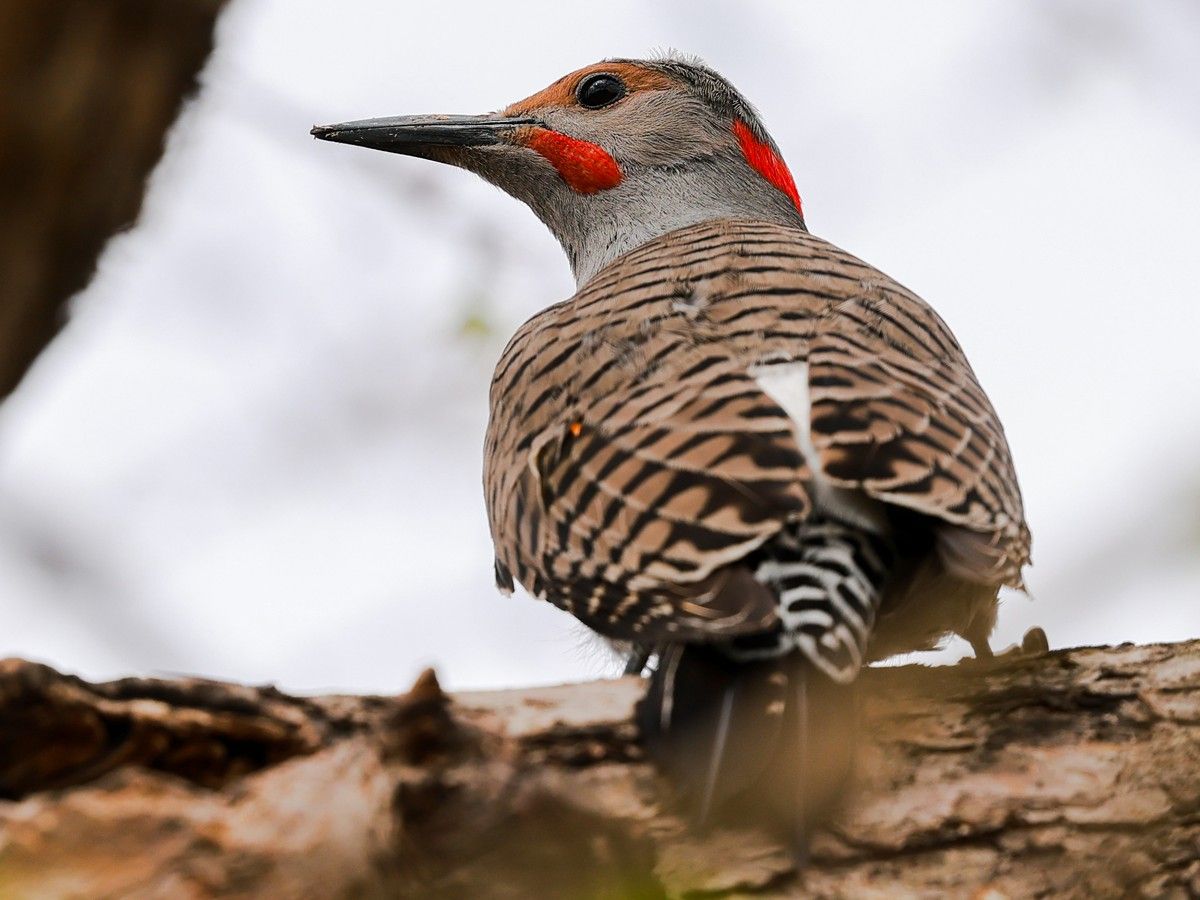 Apparent rise in northern flicker numbers causing havoc for homeowners ...