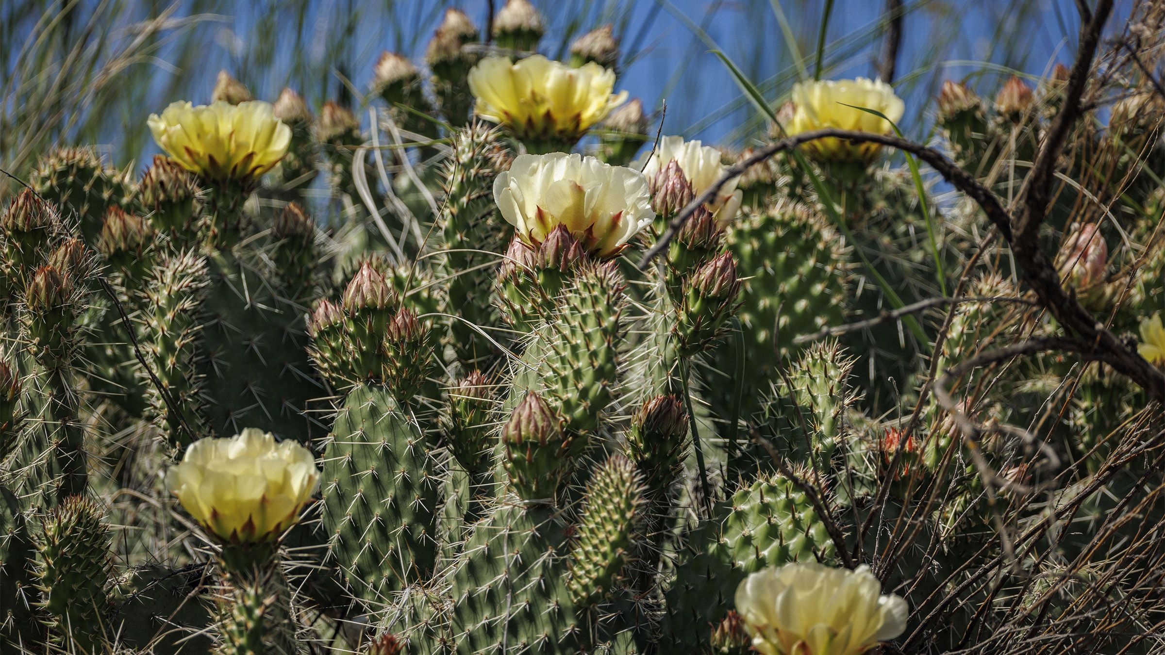 Papery prickly pear cactus blossoms at Dorothy, Ab., on Tuesday, June 23, 2026. Many looked beaten up by recent rain.