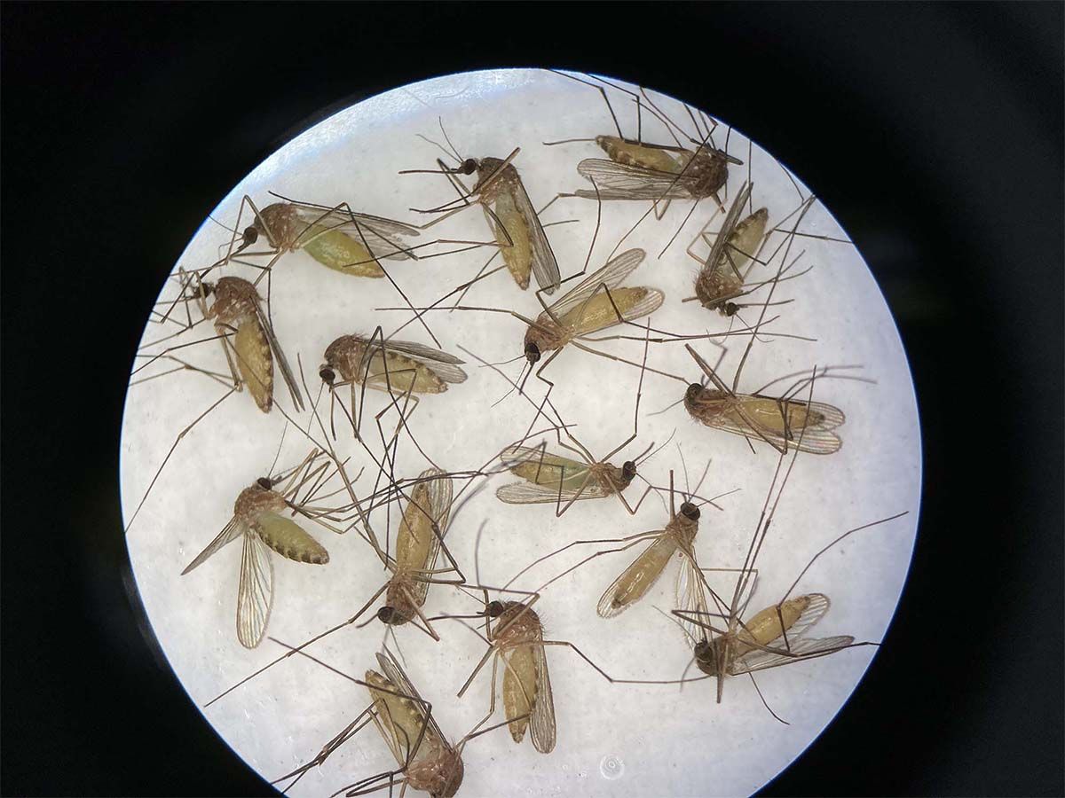 As rain begins to dry up, here's what Calgarians should know about the upcoming mosquito season
