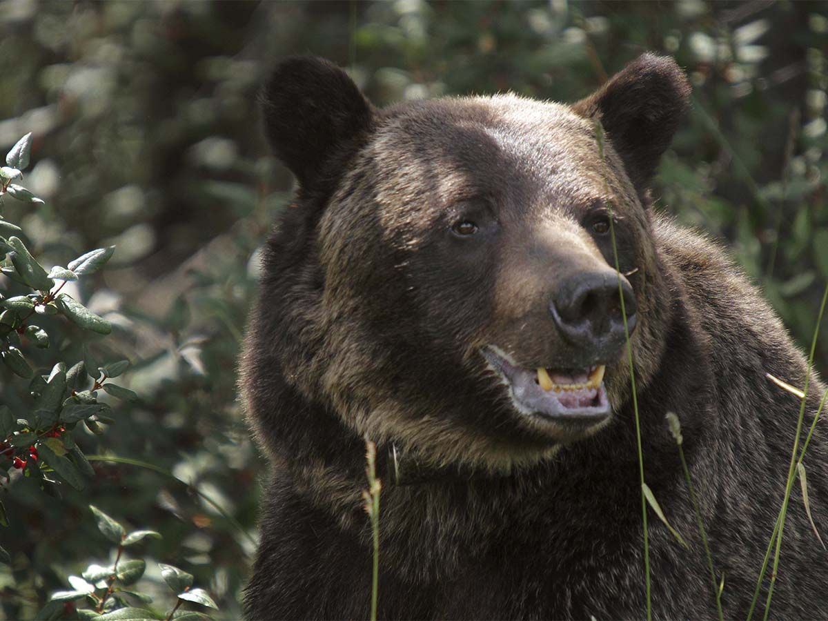 Fish and Wildlife officials euthanized a grizzly bear after reports the animal tried to enter a chicken coop near Bowden, Alberta.
