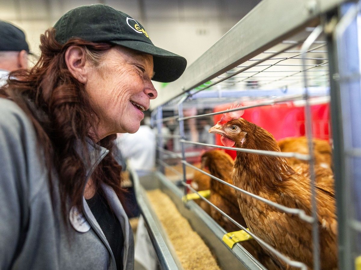 Do you know where your food comes from? How Calgary Stampede sees itself as agriculture educator